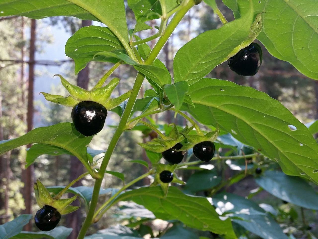 Atropa bella-donna